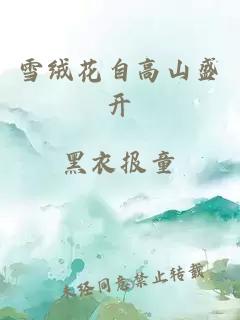 雪絨花自高山盛開